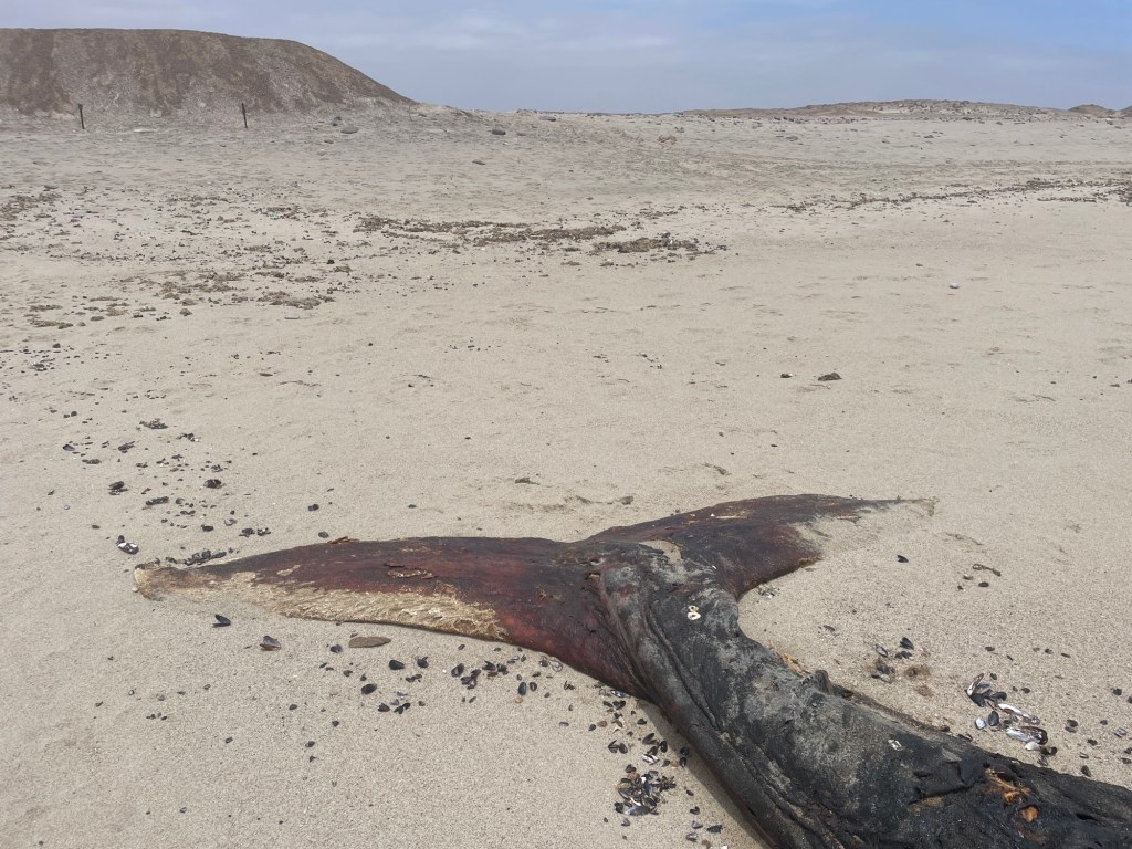 67. Vlog #39 Namibia 🇳🇦 – Twyfelfontein & Skeleton National&nbsp;Park