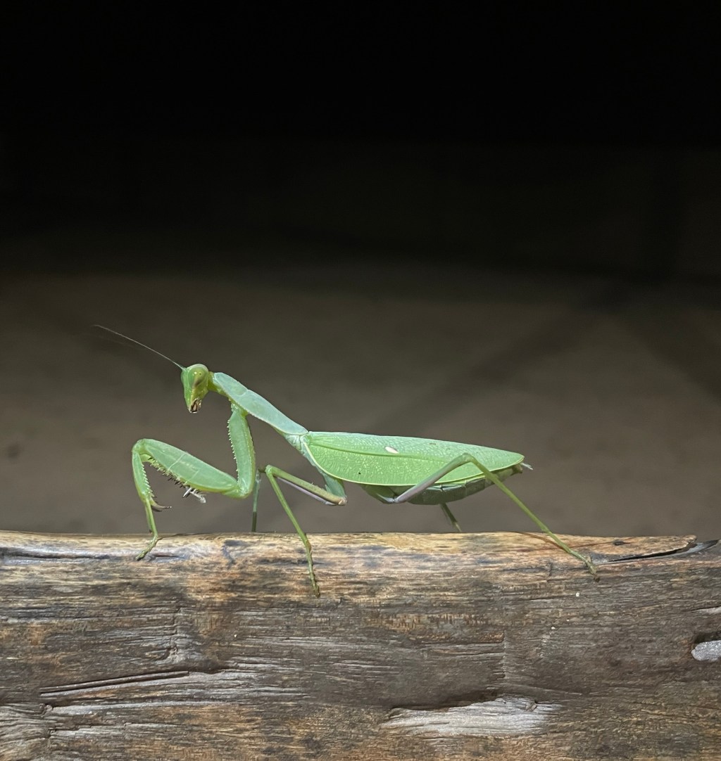 76. Victoria Falls & Zimbabwe πΏπΌ